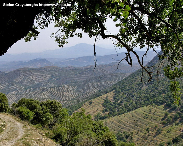 Sierras Subbeticas The valleys of the Sierras Subbeticas are dotted with olive trees. Stefan Cruysberghs